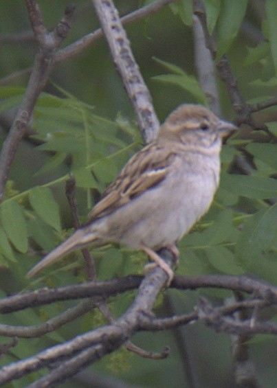 House Sparrow - ML432555171