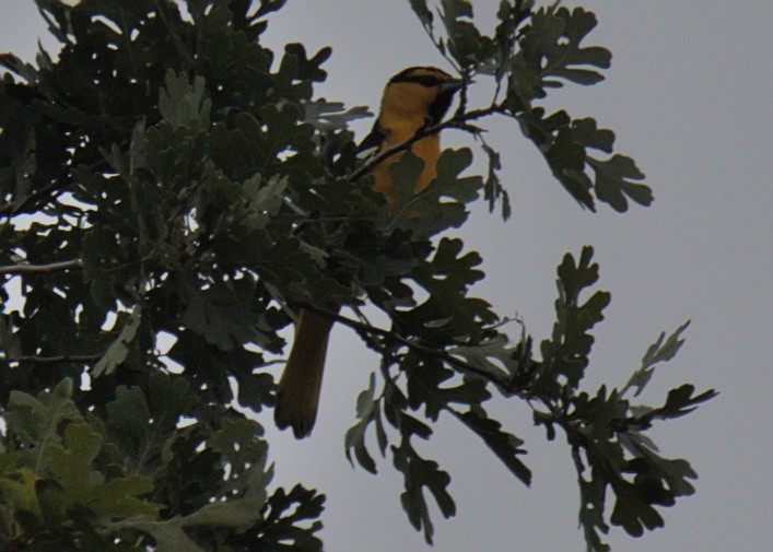 Bullock's Oriole - Sam Rawlins