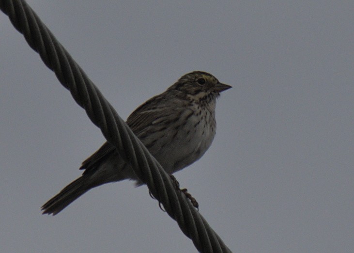 Savannah Sparrow - ML432555751