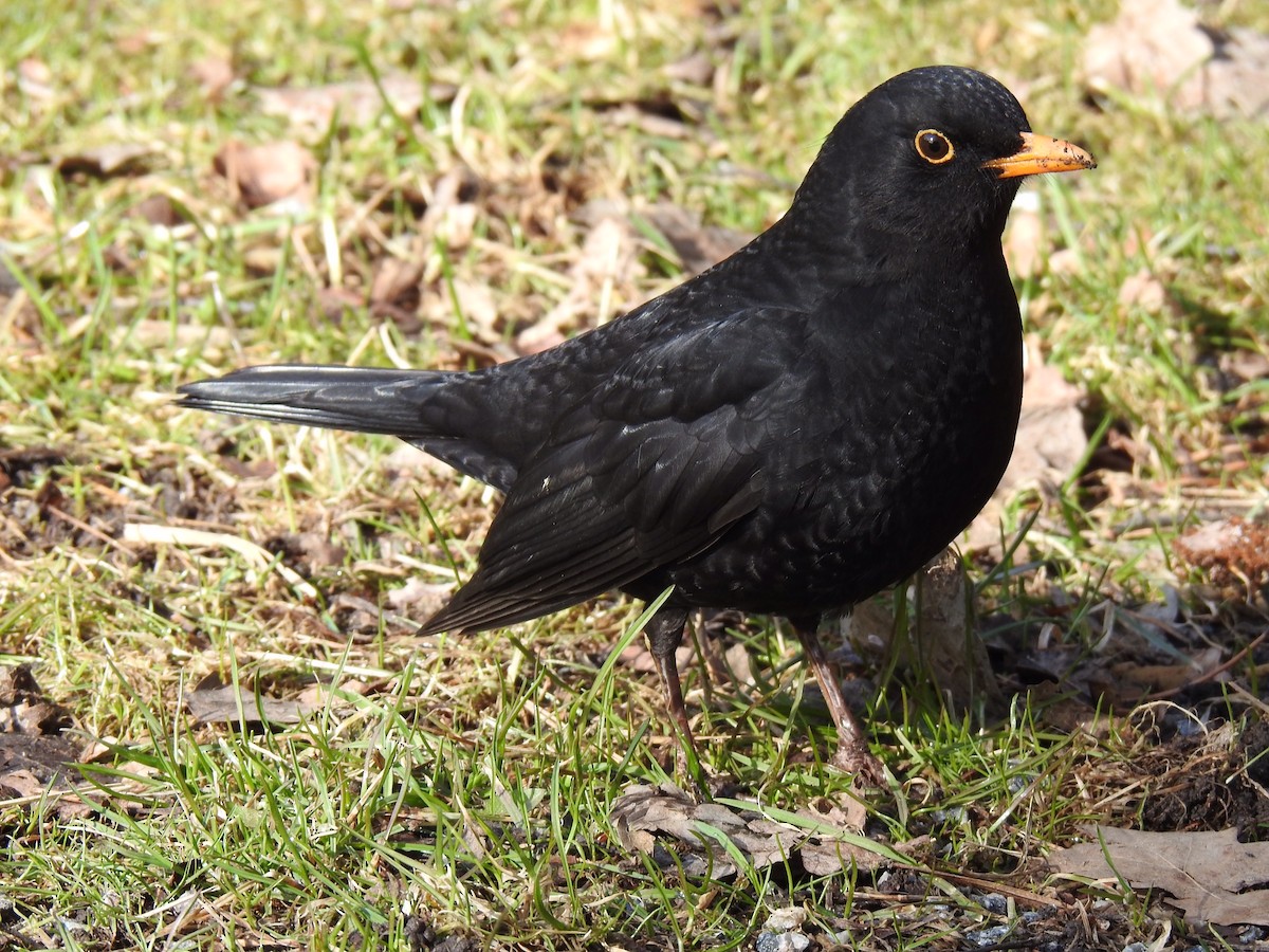 Eurasian Blackbird - ML432556221