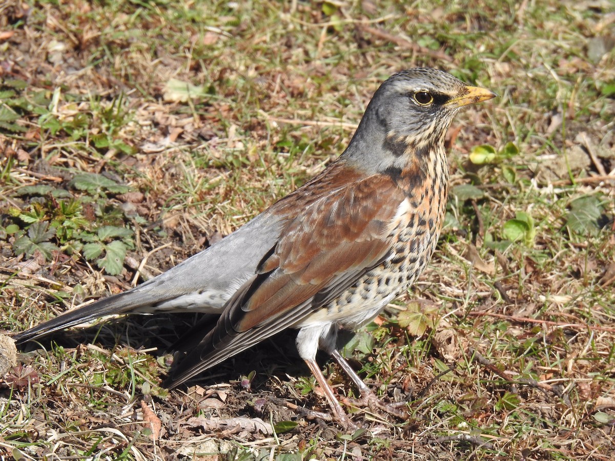 Fieldfare - ML432556251