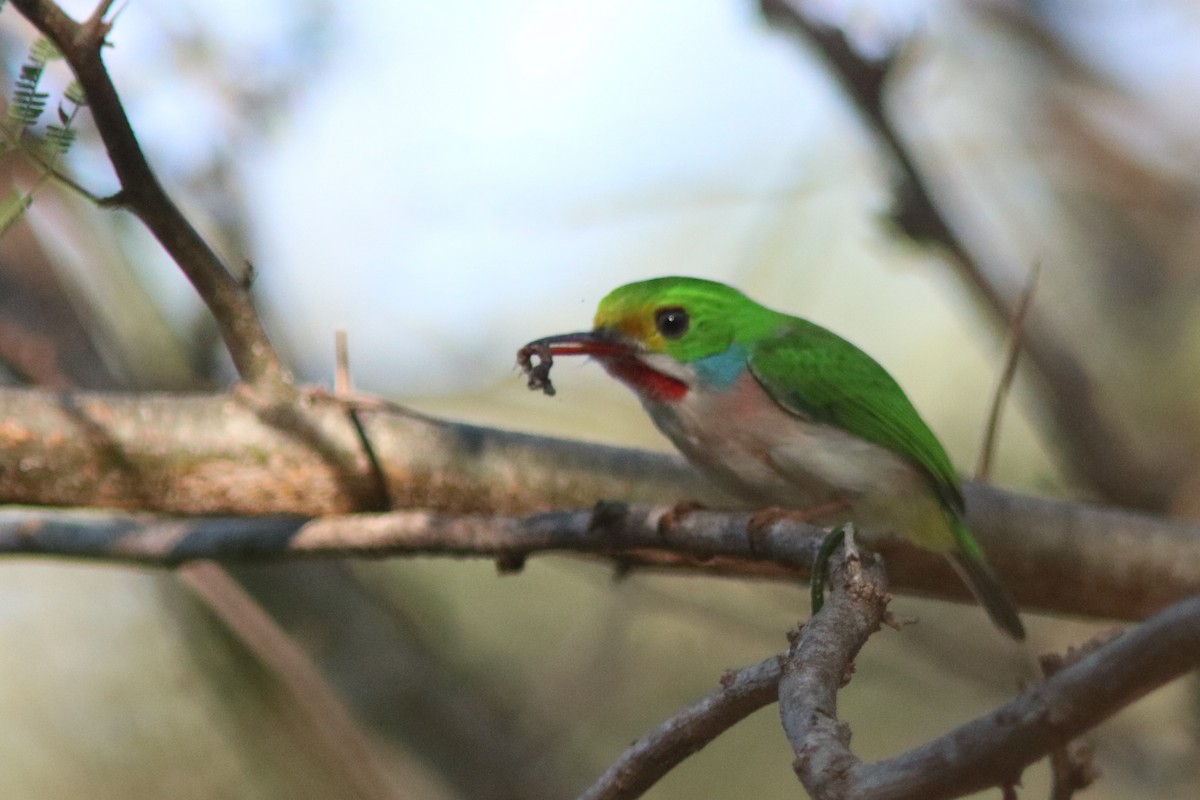 Cuban Tody - ML432556701