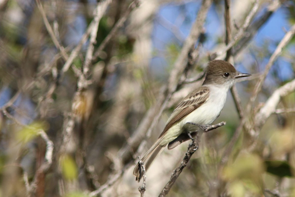 La Sagra's Flycatcher - ML432556961