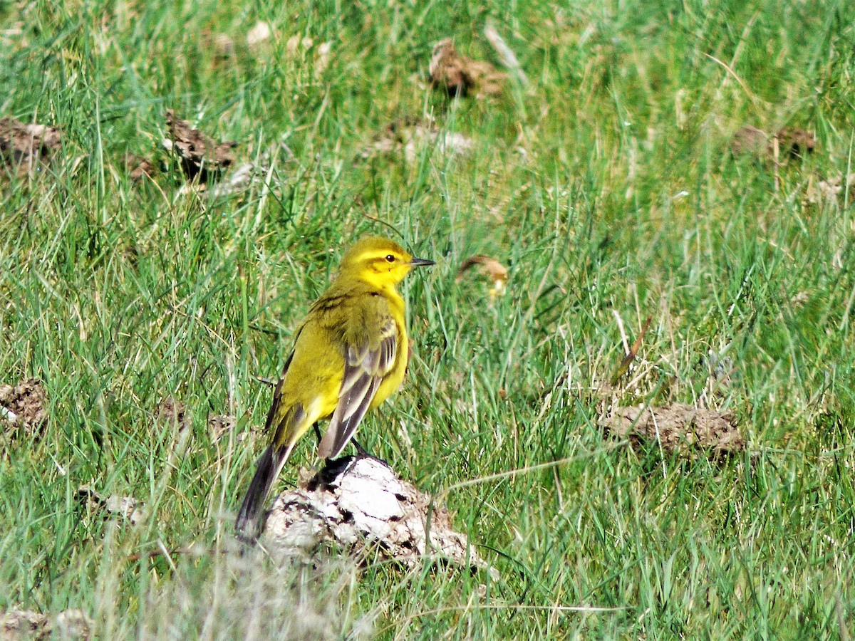 Western Yellow Wagtail (flavissima) - ML432557141