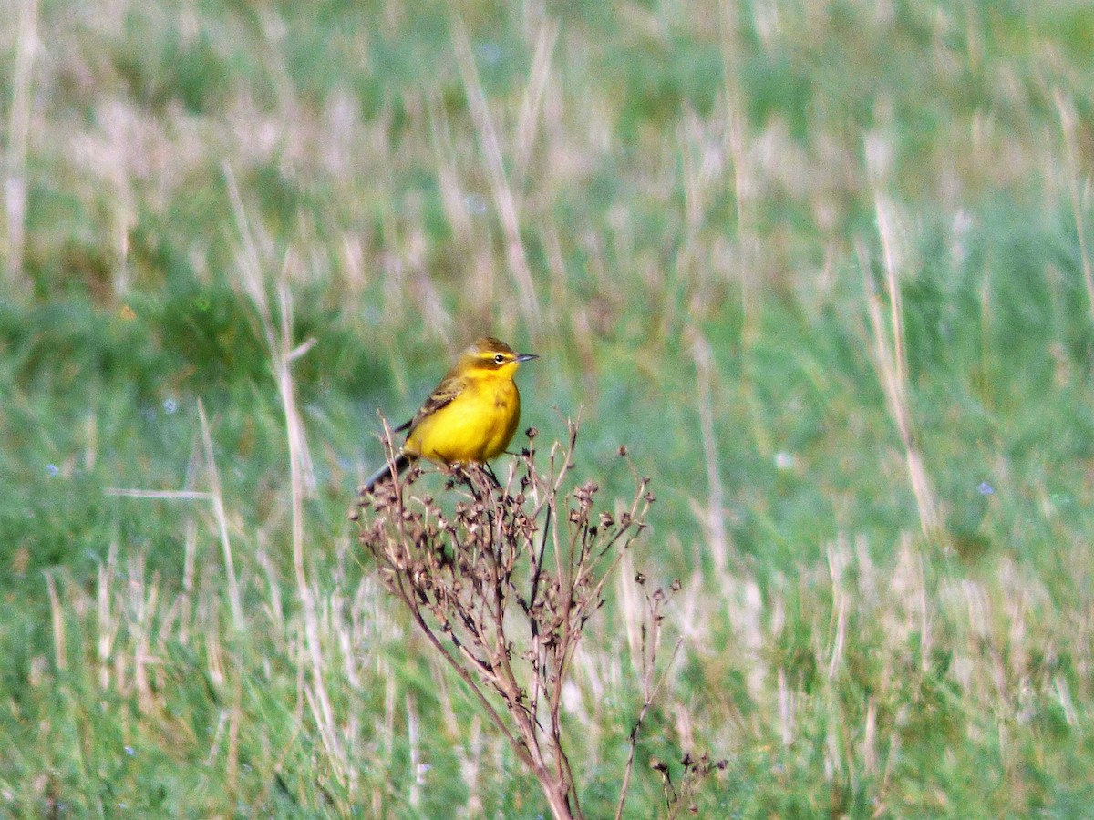 konipas luční (ssp. flavissima) - ML432557241