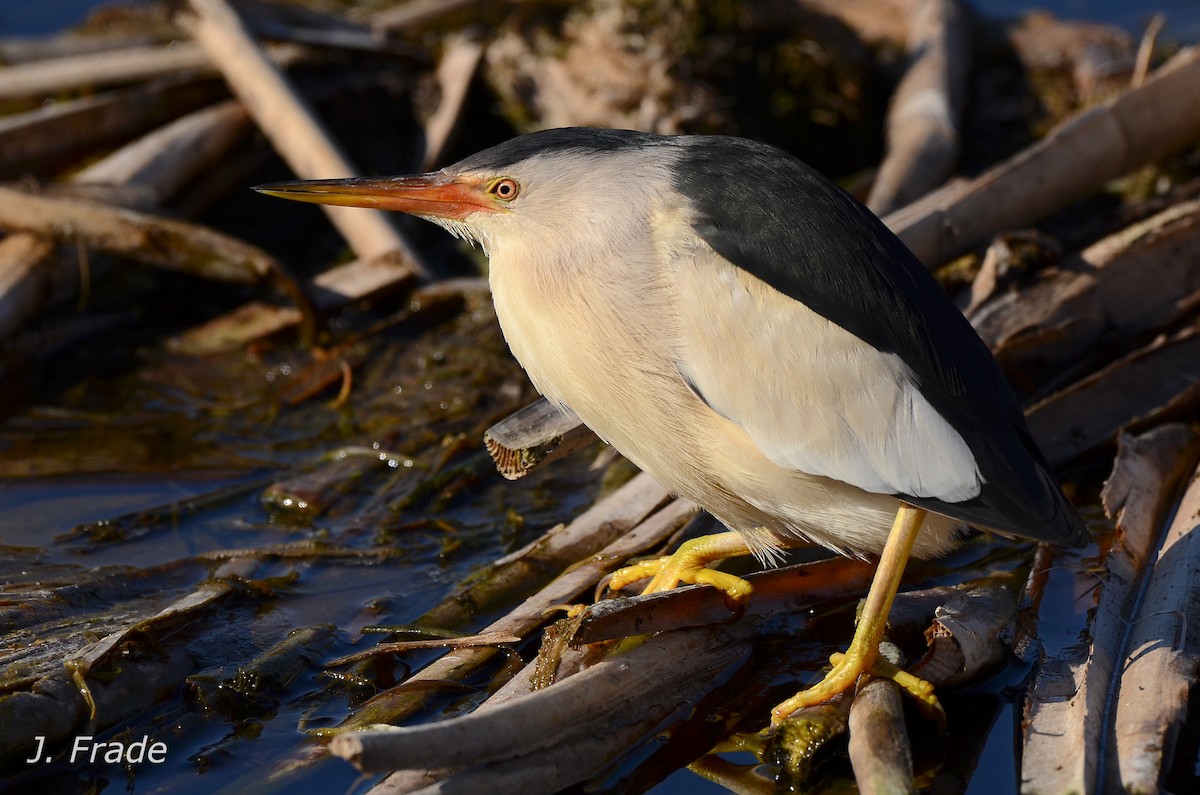 Little Bittern - José Frade