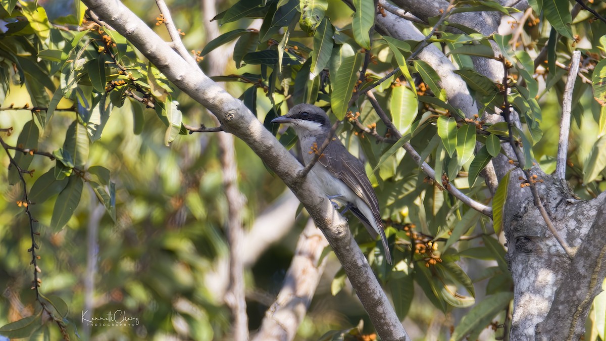 Large Woodshrike - ML432561611