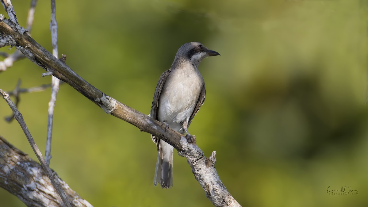 Large Woodshrike - ML432561631