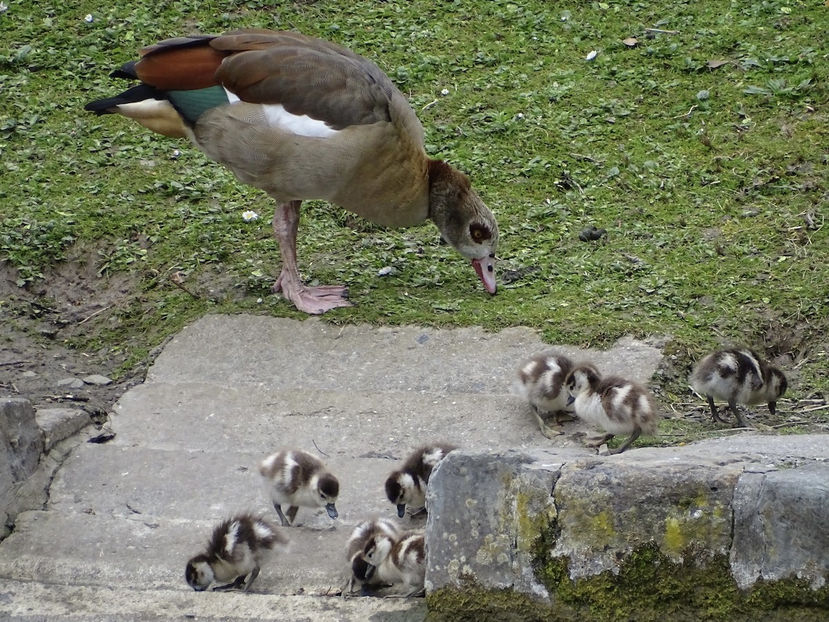 יאורית - ML432562651