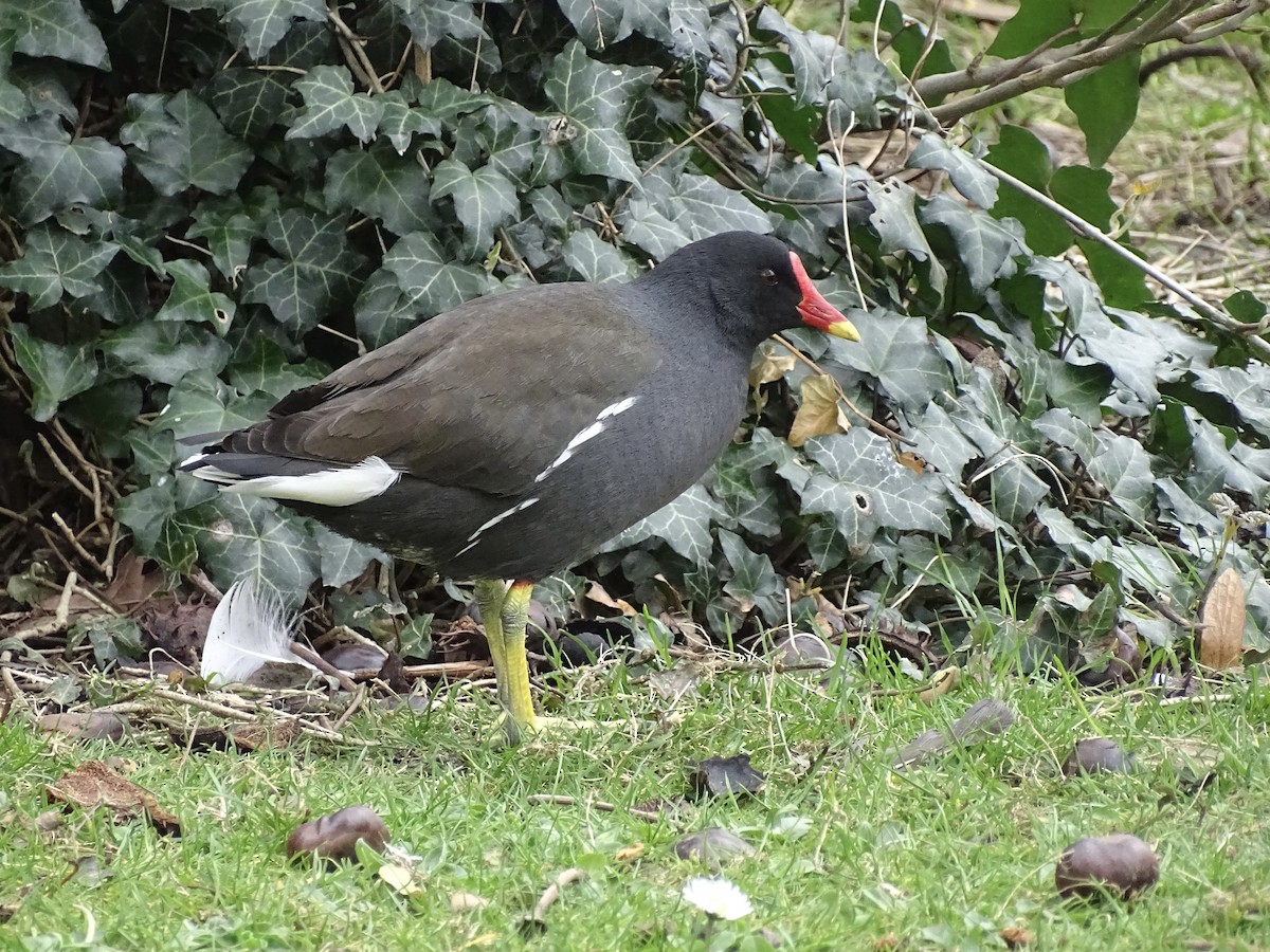 סופית - ML432562681