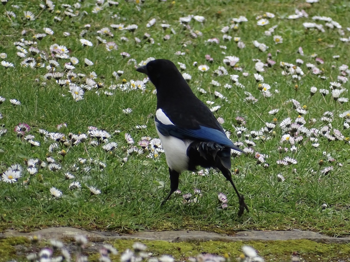 עקעק זנבתן - ML432562881