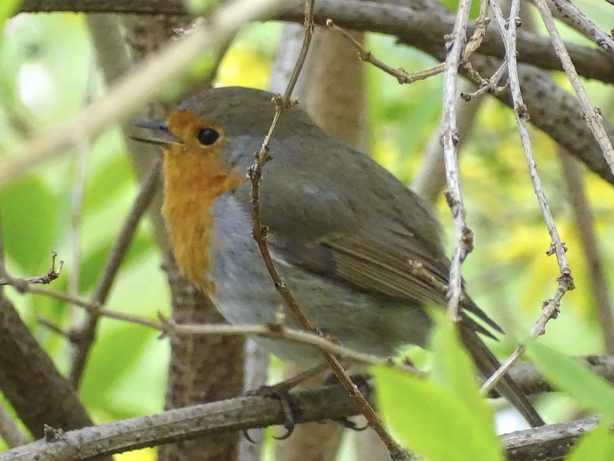 אדום חזה - ML432562941
