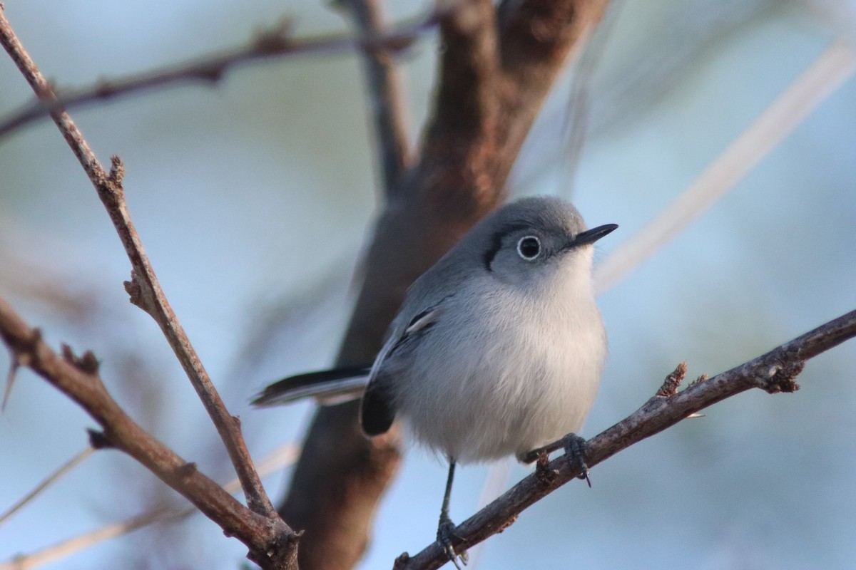 Blue-gray Gnatcatcher - ML432563561