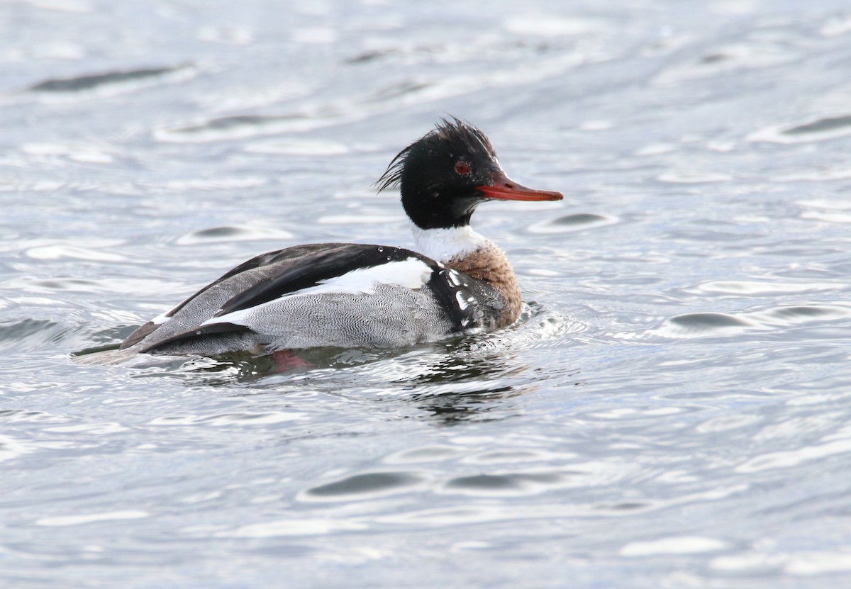 Red-breasted Merganser - ML432565021