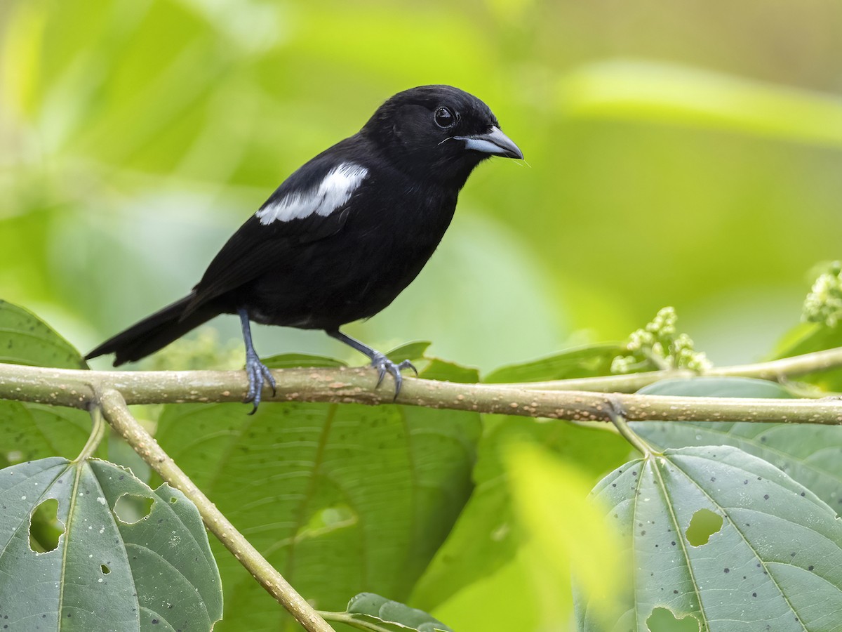 White-shouldered Tanager - Andres Vasquez Noboa