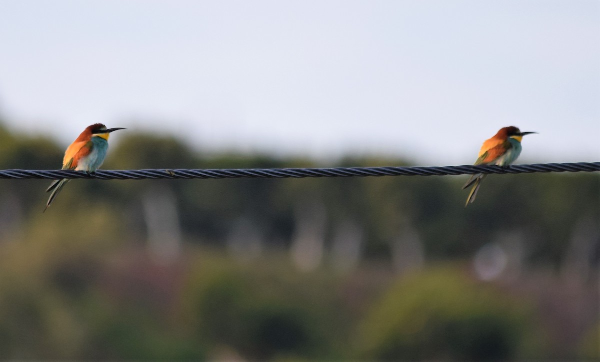 European Bee-eater - ML432568921