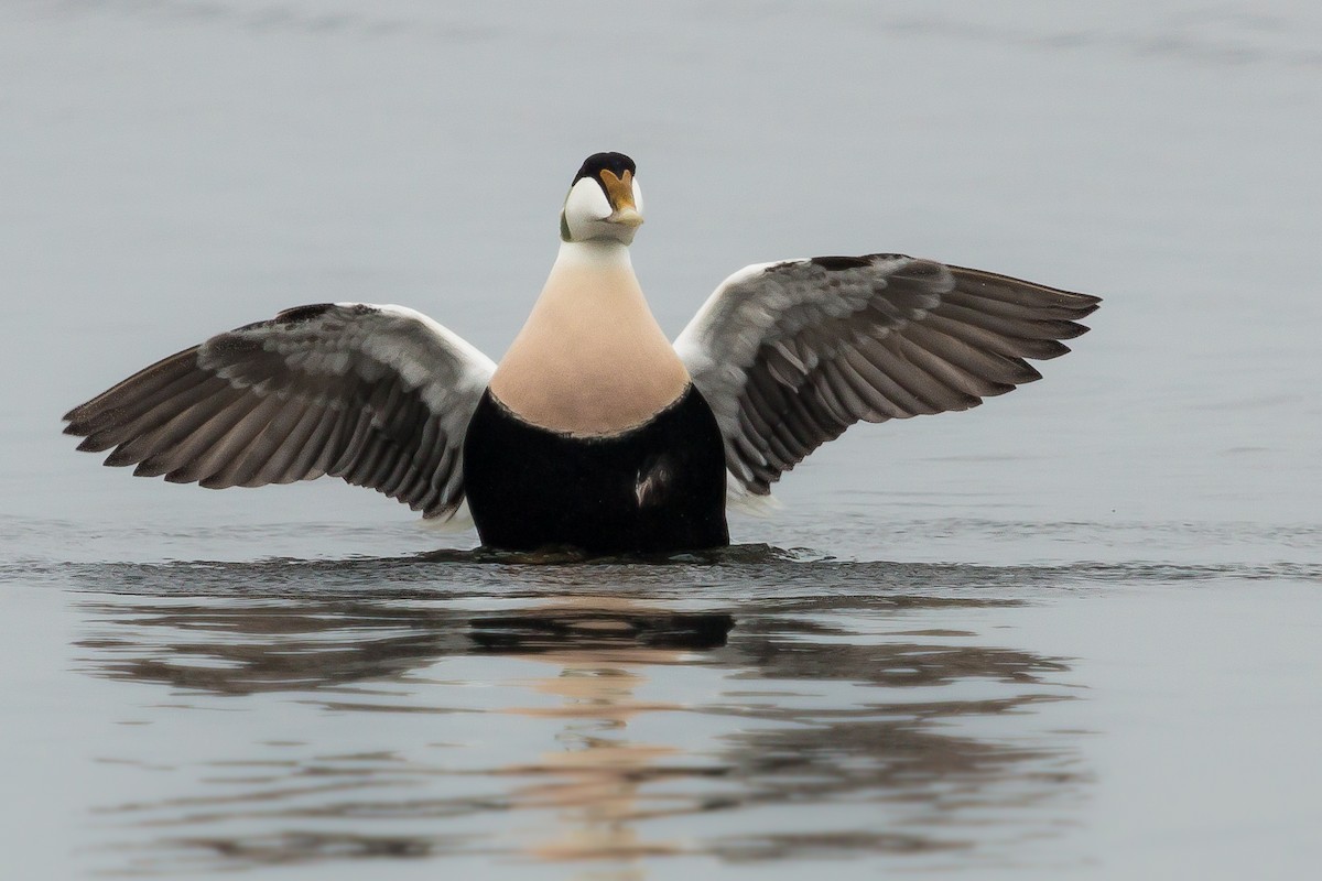 Common Eider - ML432569541