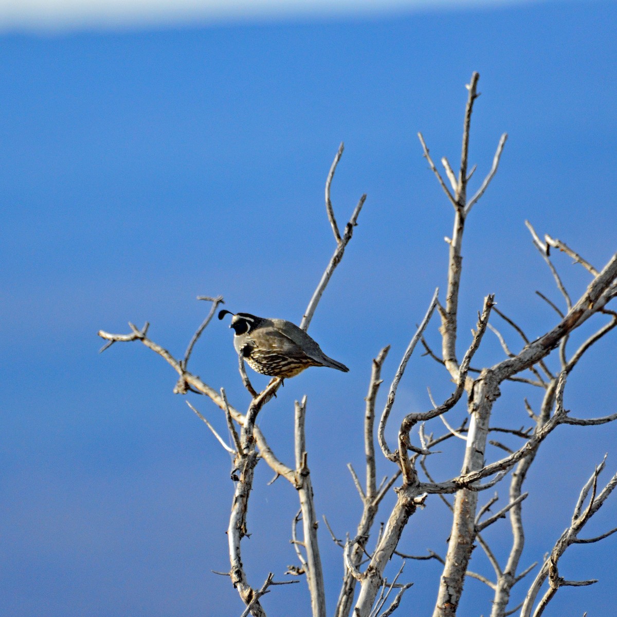 California Quail - ML432569591