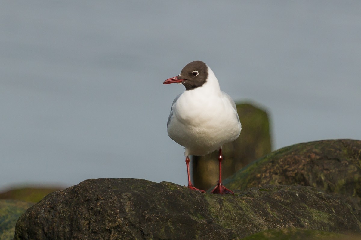 Black-headed Gull - ML432569631