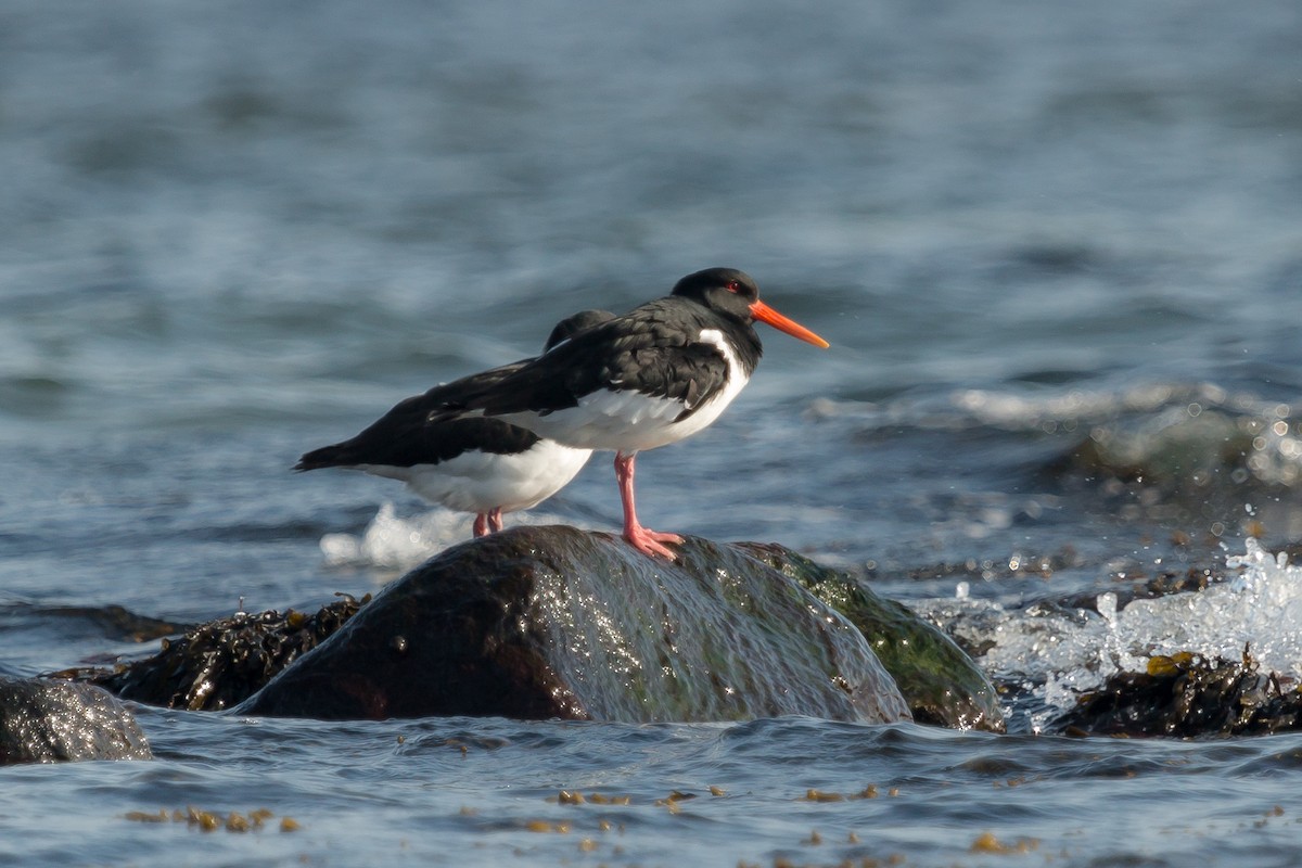 Eurasian Oystercatcher - ML432569651