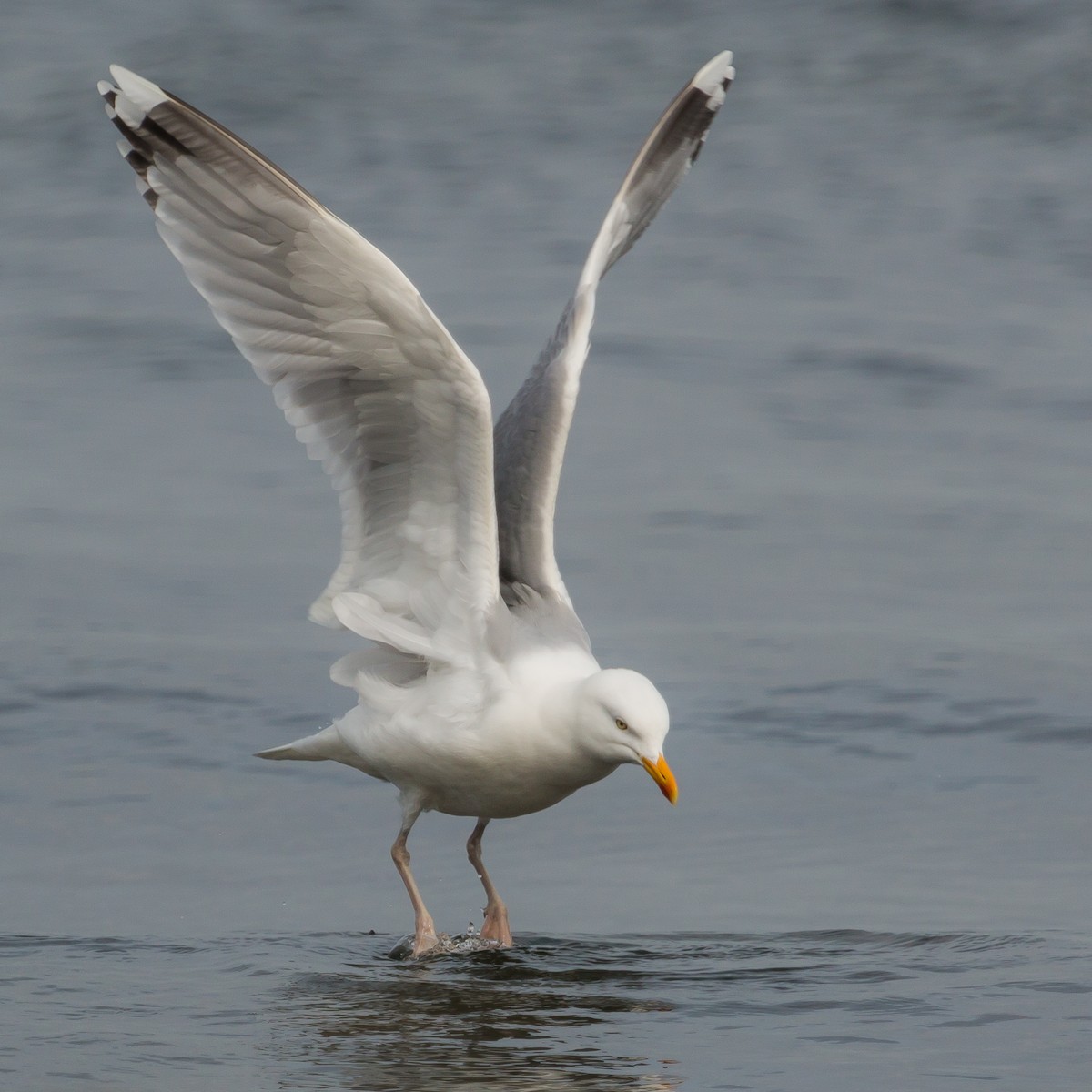 Herring Gull - ML432569801