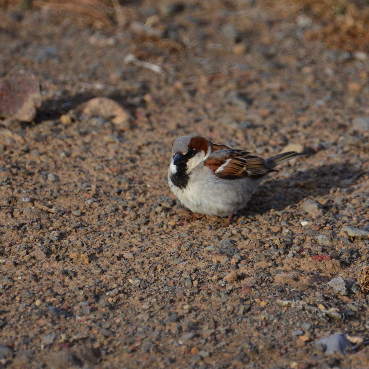 House Sparrow - ML432570071