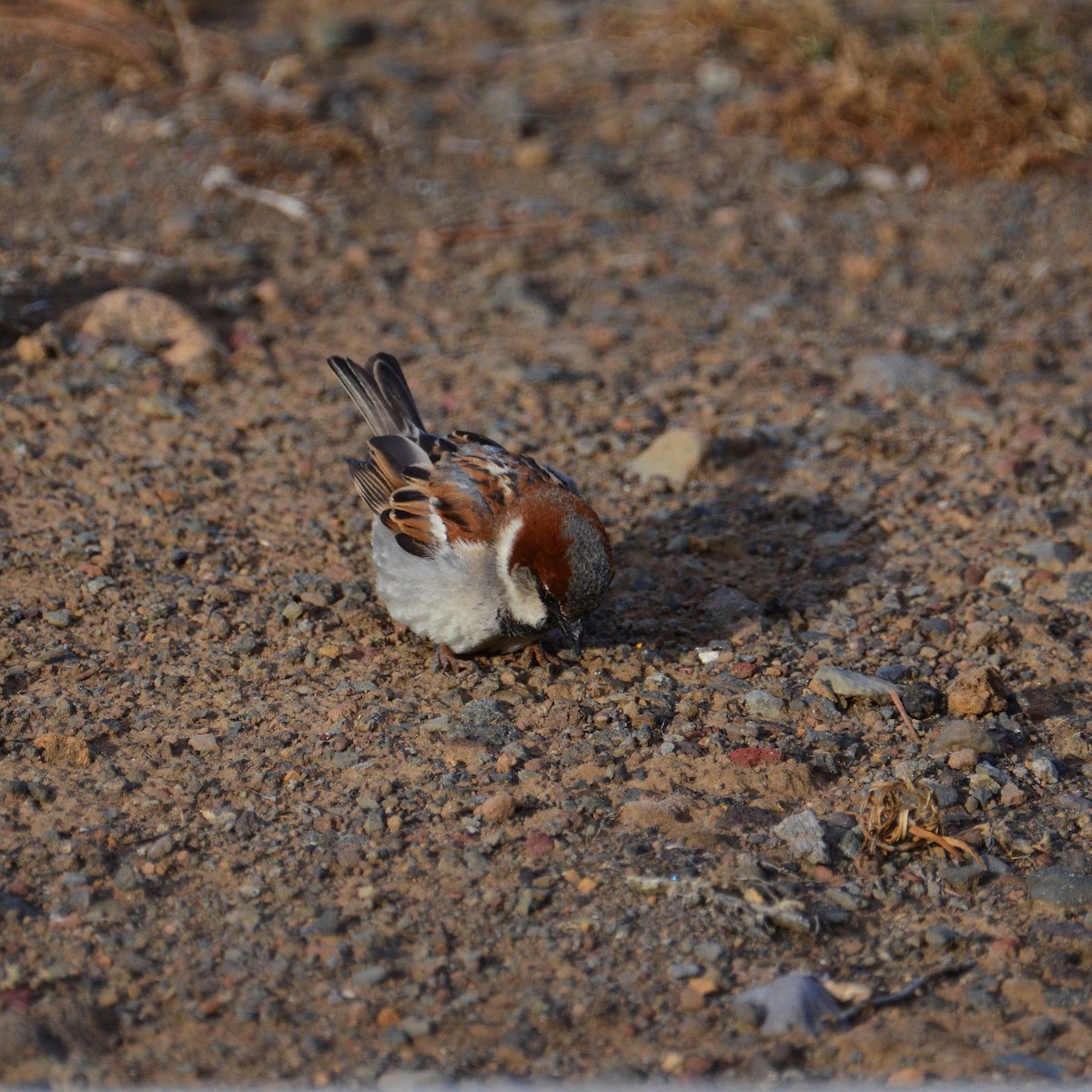 House Sparrow - ML432570081