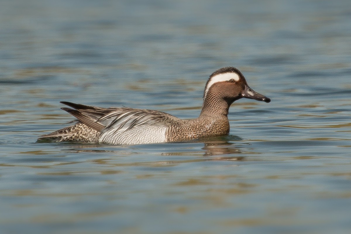 Garganey - ML432573391