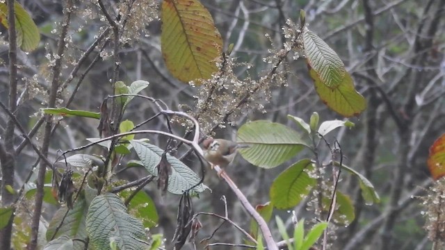 Rufous-winged Fulvetta - ML432573771