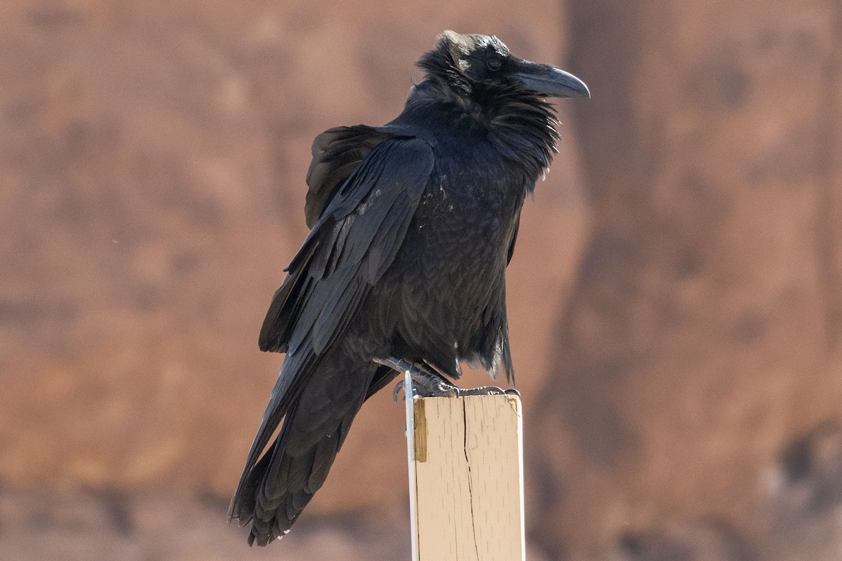 Common Raven - ML432573821