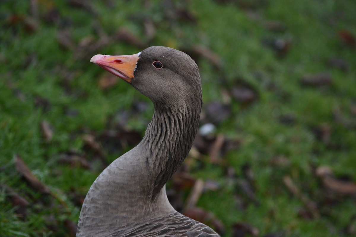 Graylag Goose - ML432574541