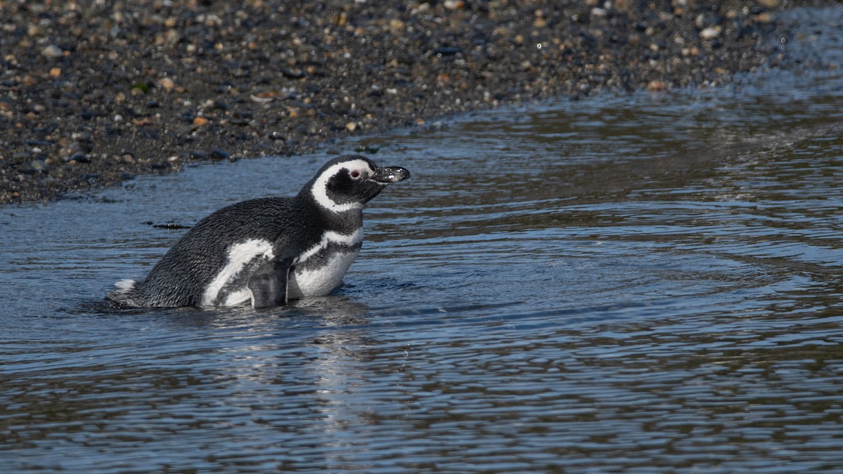 Magellanic Penguin - ML432576791