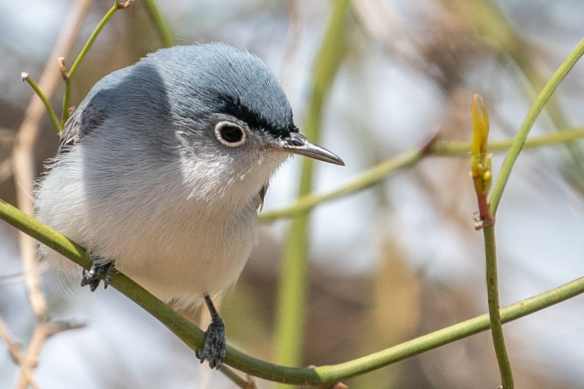 Blue-gray Gnatcatcher - ML432577701