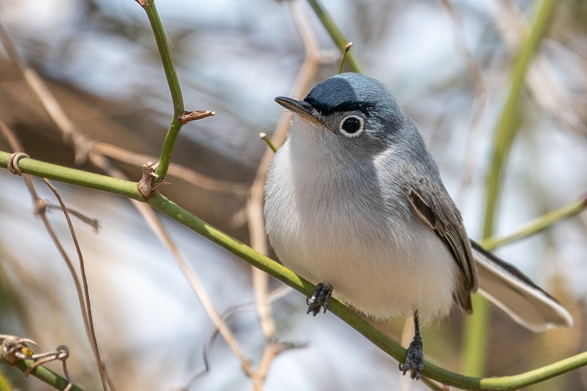 Blue-gray Gnatcatcher - ML432577711