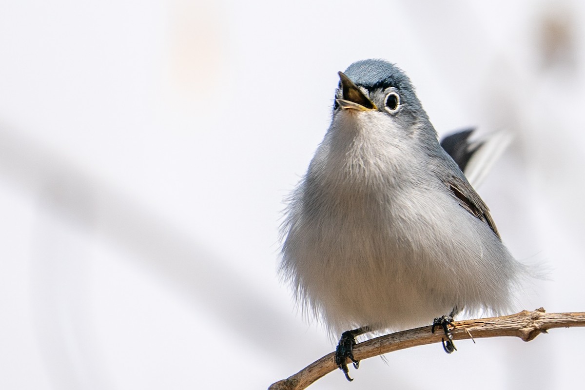 Blue-gray Gnatcatcher - ML432577721
