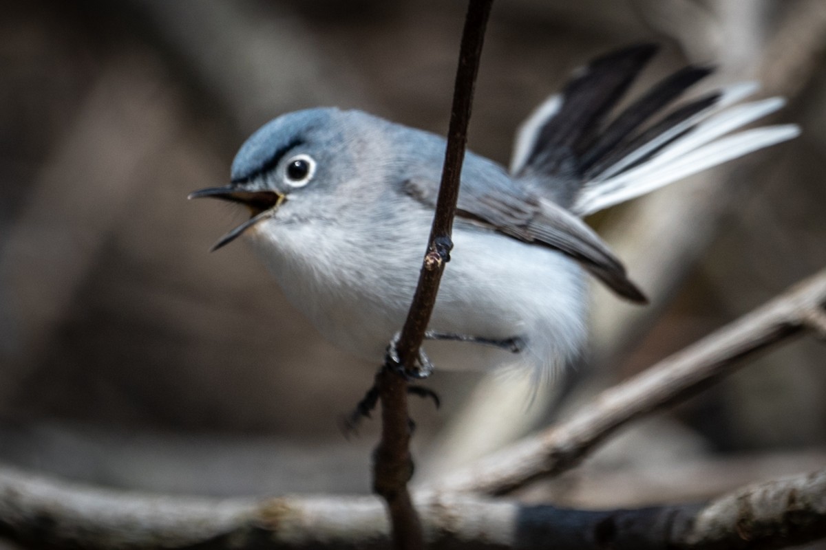 Blue-gray Gnatcatcher - ML432577881