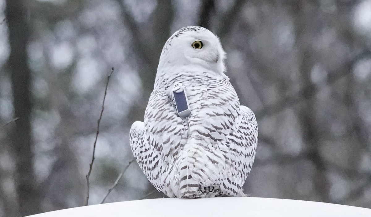 Snowy Owl - Gale VerHague