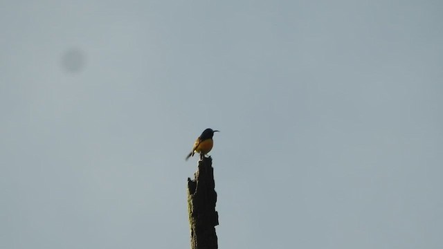 Green-tailed Sunbird - ML432580641