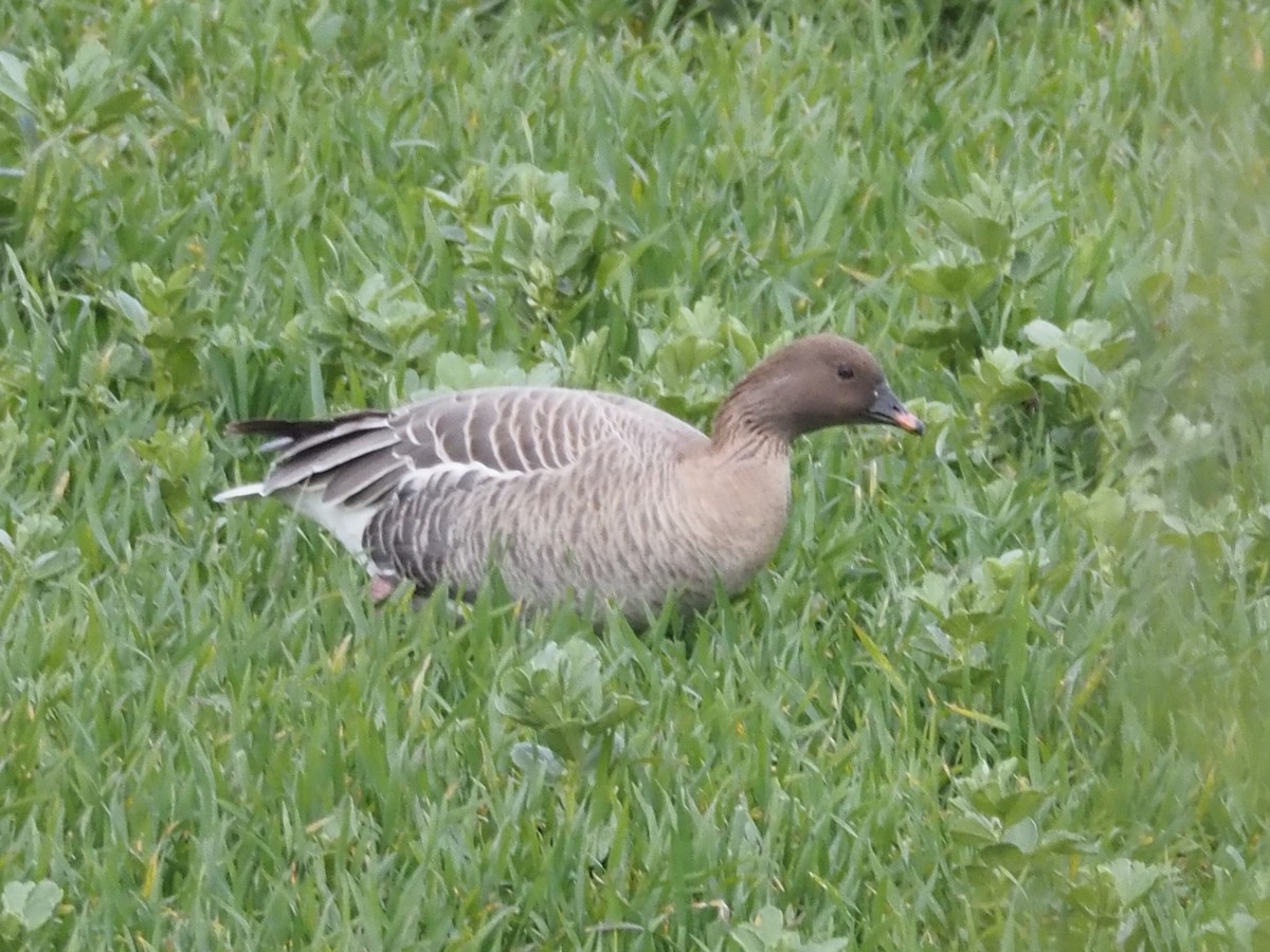 Pink-footed Goose - Axel Kirby