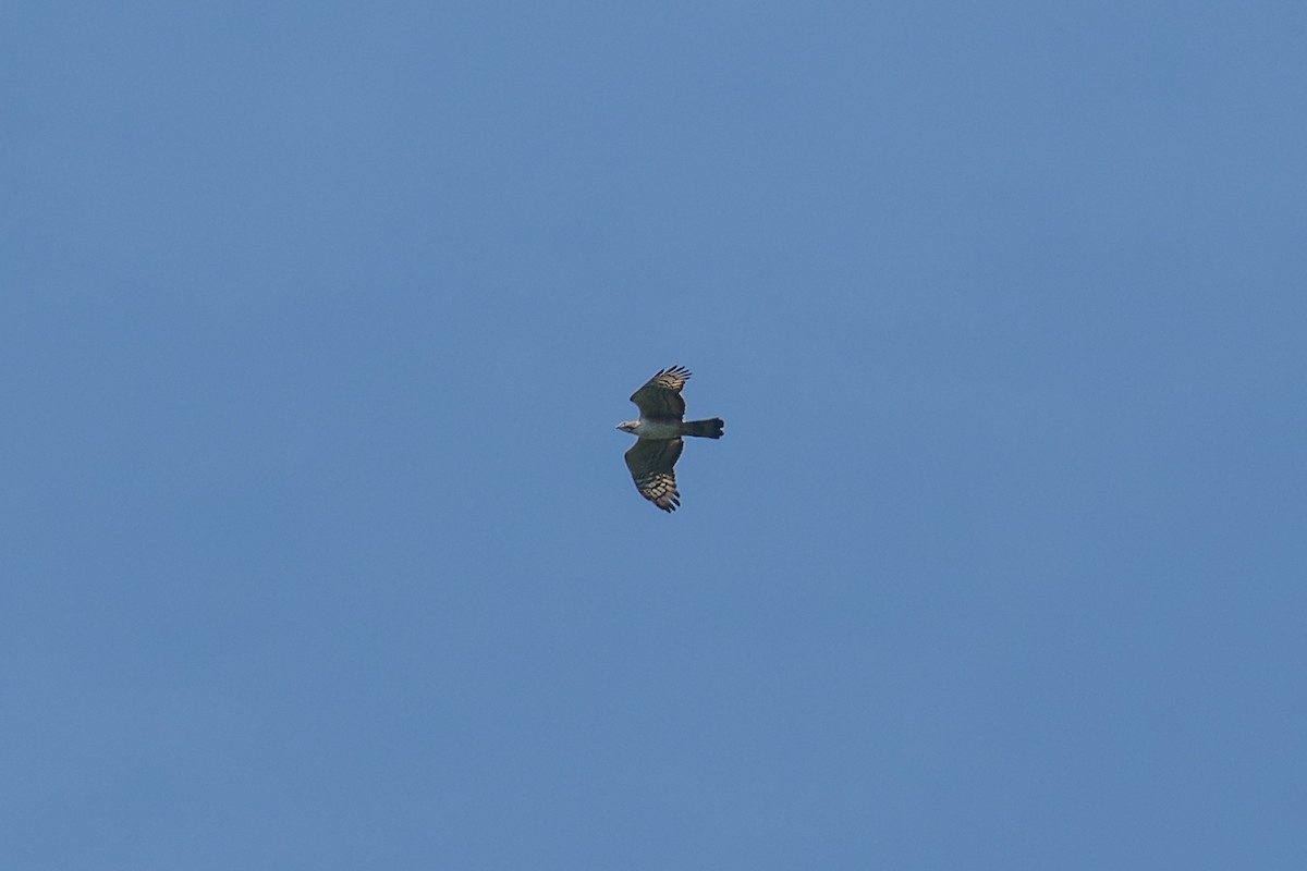 Oriental Honey-buzzard - Wich’yanan Limparungpatthanakij