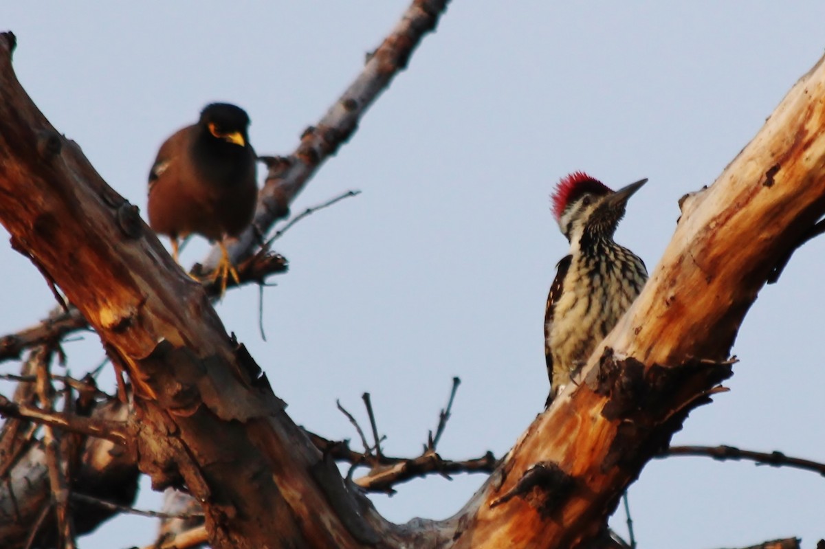 Black-rumped Flameback - ML432584821