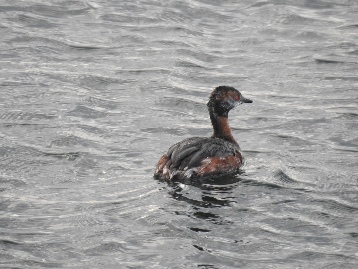 Horned Grebe - ML432586801