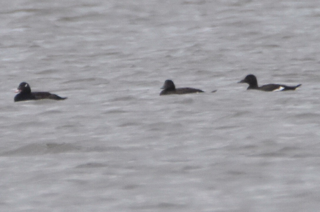 White-winged Scoter - ML432587841