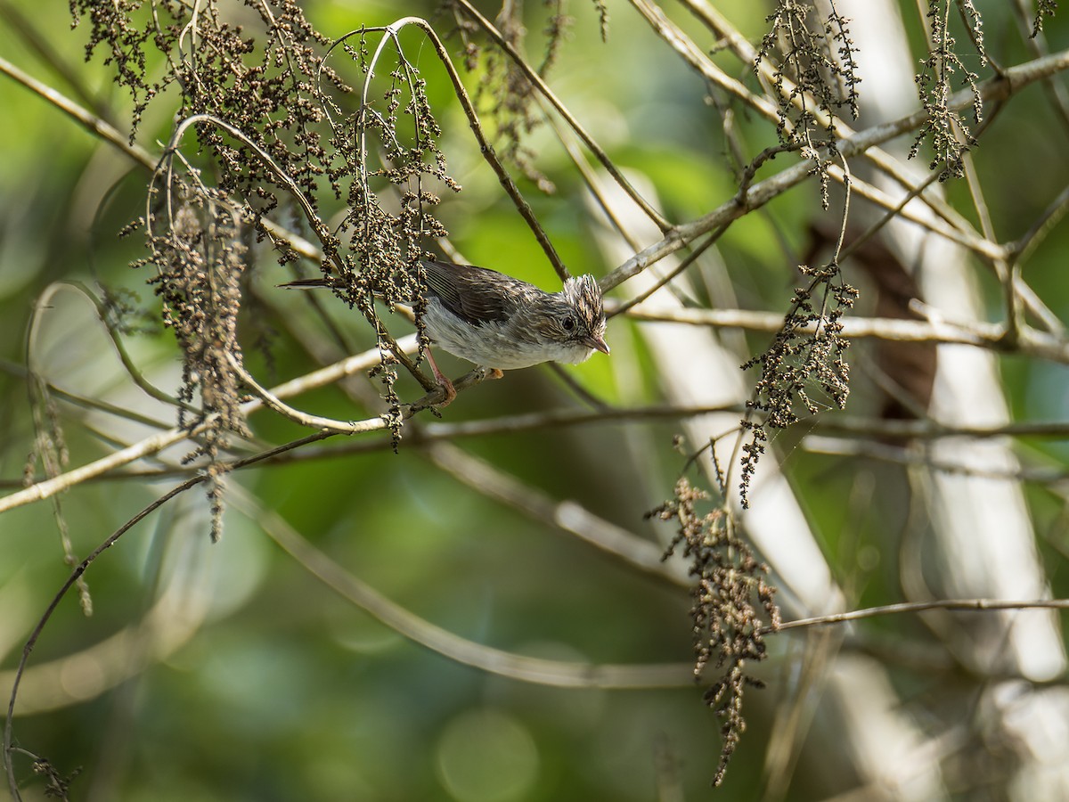 Striated Yuhina (Gray-crowned) - ML432589091