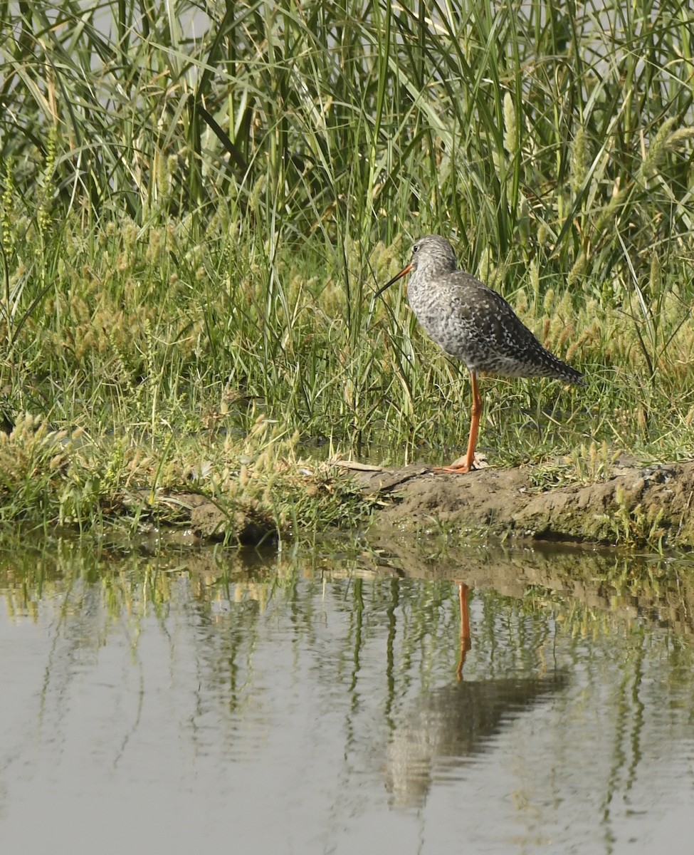 Spotted Redshank - ML432589861