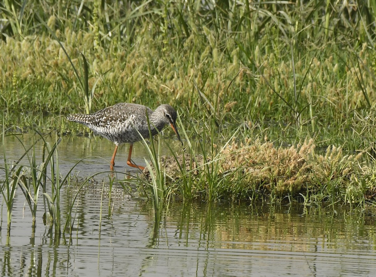 Spotted Redshank - ML432589881