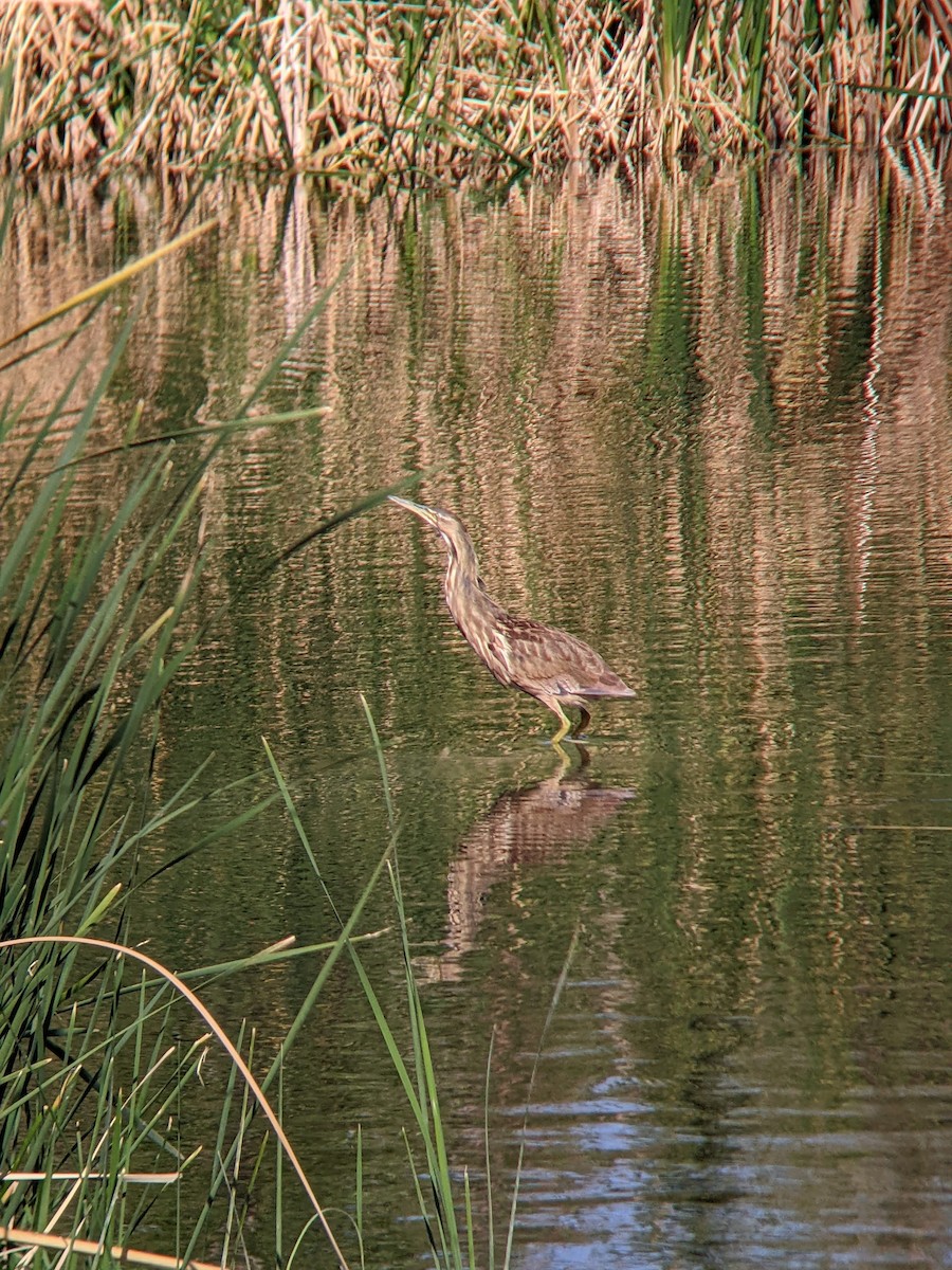 American Bittern - ML432590591