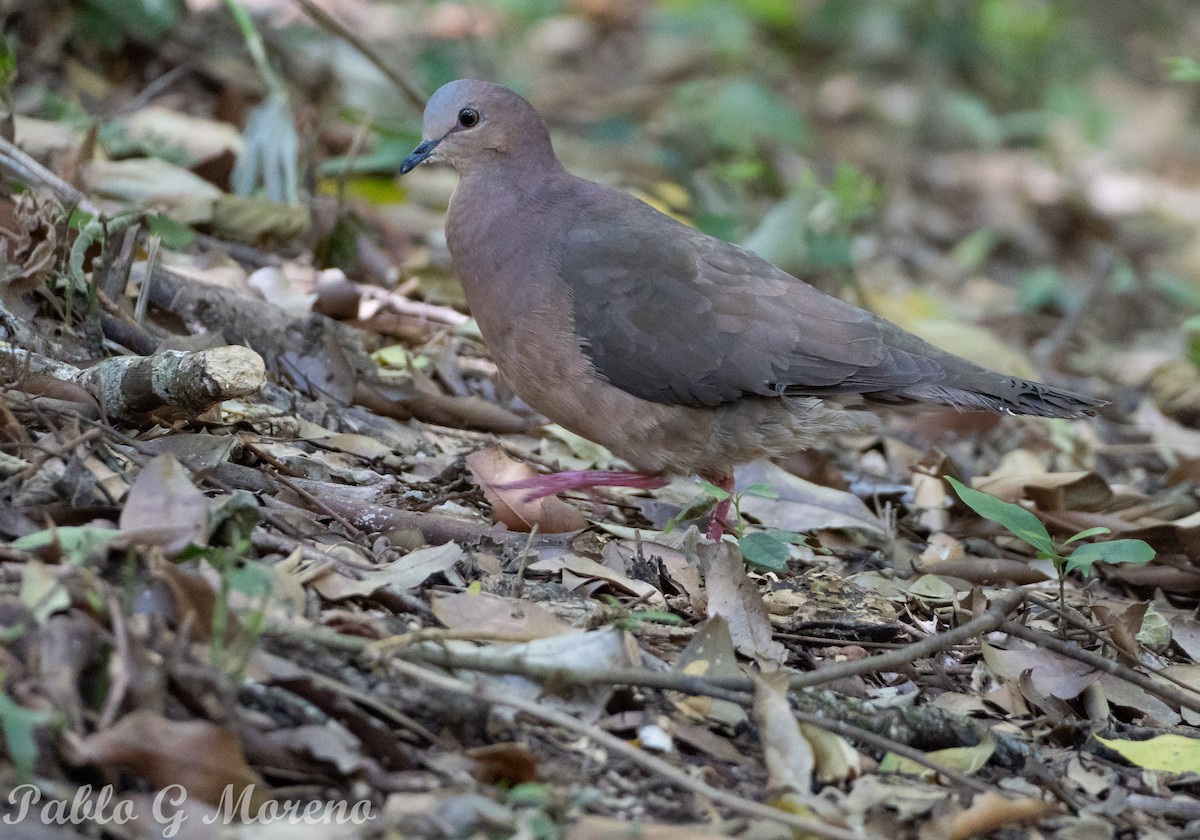 Gray-fronted Dove - ML432596811