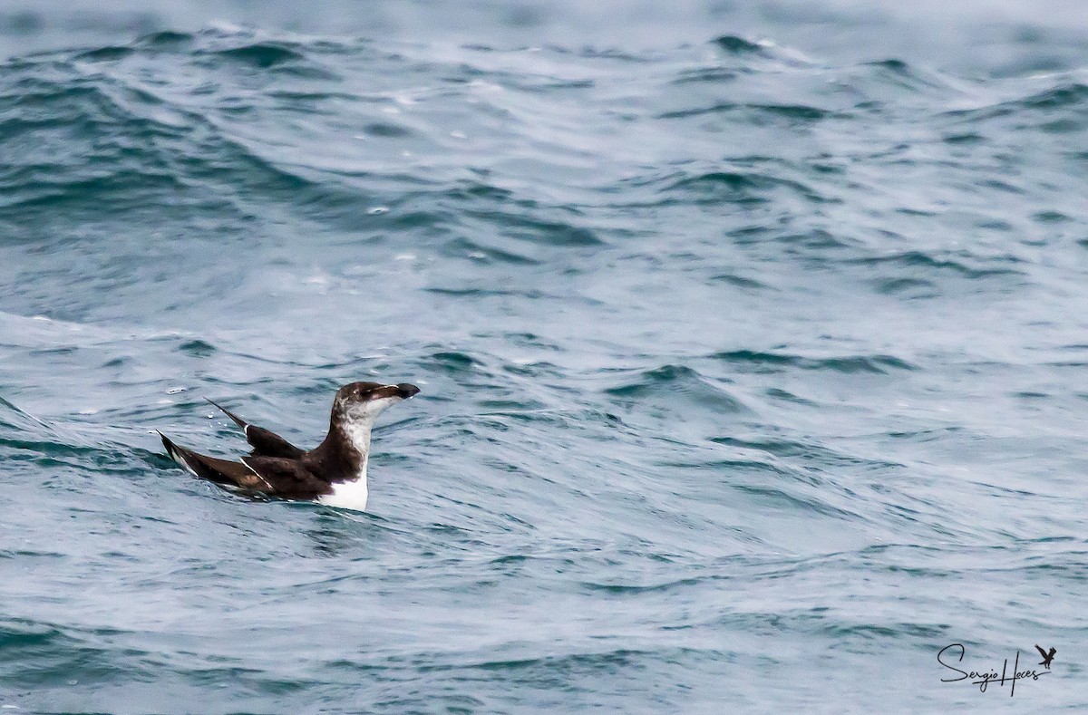 Razorbill - ML432598051