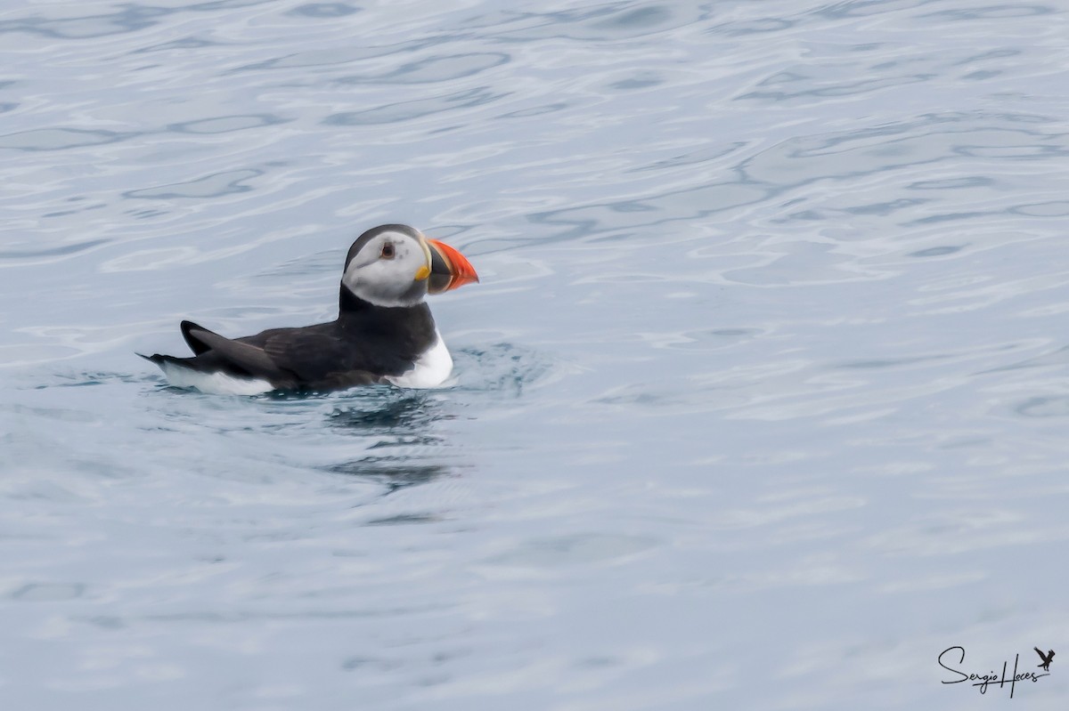 Atlantic Puffin - ML432598181